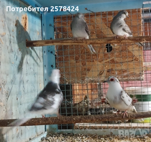 Продавам двете млади диамантени гугутки 0879166611, снимка 2 - други­ - 52047203