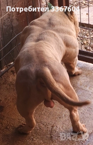 Американско були покет , снимка 4 - Други - 52320444