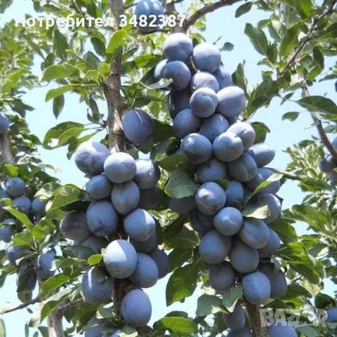 Сини сливи за ракия , снимка 3 - Домашни продукти - 55768738