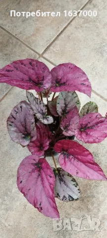 Бегония Maui sunset , снимка 1