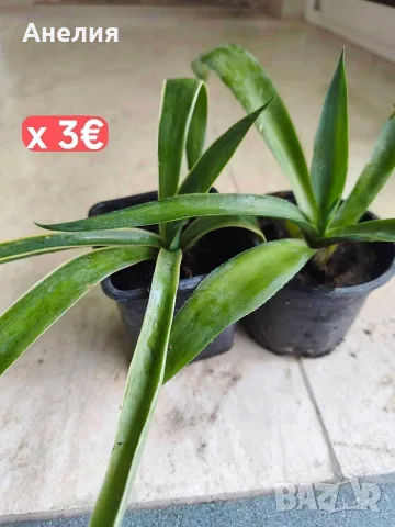 Агаве различни - гол корен х 2€