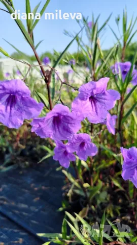 Руелия, Мексиканска петуния, Ruellia Purple Mexican Petunia!!!, снимка 12 - Градински цветя и растения - 54637157