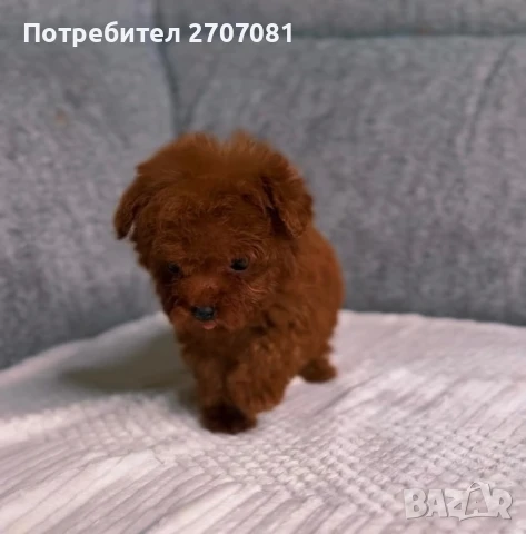 Teacup Пудел, снимка 2 - Пудели - 51360636