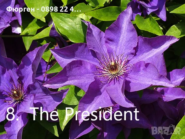 Клематис налични 28 вида, снимка 8 - Разсади - 48740865