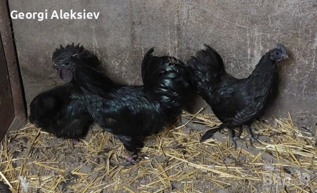 Разплодни яйца от Аям кемани, снимка 6 - Кокошки и пуйки - 53262175