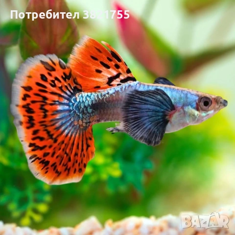Декоративни рибки, гупи, гупи дъмбо, снимка 2 - Рибки - 53846745