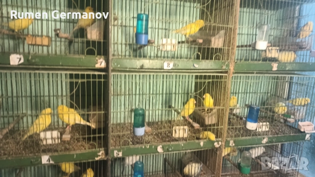 Продавам млади канарчета 2025г., снимка 13 - Канари - 52147318
