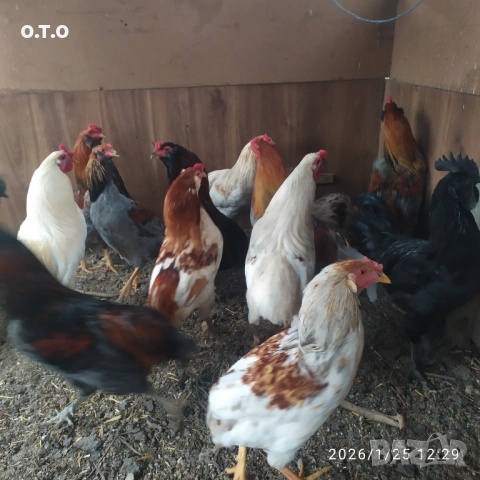 Петли Аракуана, стават и за клане.От 2 до 3кг, снимка 6 - Кокошки и пуйки - 53220295