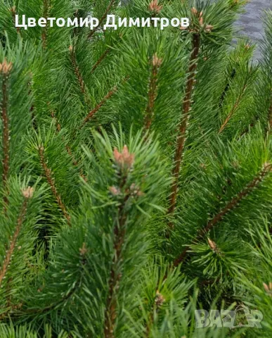 Бял бор, Елха(Ела, Обикновена ела, Бяла ела)