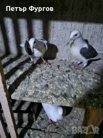 Продавам 2бр. млади    пощи, снимка 4 - Гълъби - 52654894