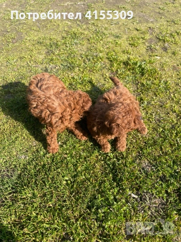 Той пудел , снимка 3 - Пудели - 53752334