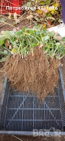 Целогодишен разсад ягоди и малини , снимка 8 - Разсади - 53614067