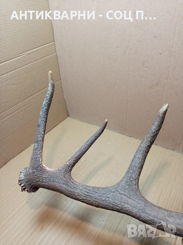 Стар Единичен Еленски Рог Рога Тегло 1.350кг. НОМЕР 707., снимка 5 - Антикварни и старинни предмети - 53500297