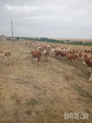 Стадо крави симентал , снимка 3 - Крави - 56277145