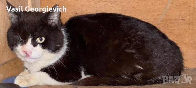 Коте.Котарак. Търси дом. Sweet boy looking for forewer home, снимка 4 - Други - 51690845