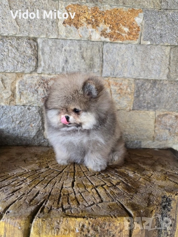 Мини Померан момче 