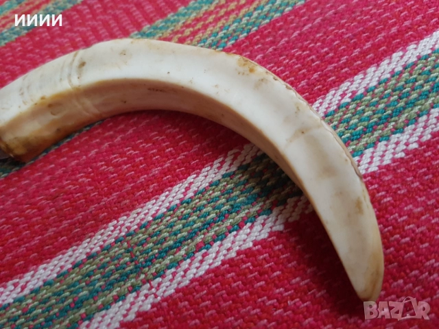 Нож бивна от глиган , снимка 3 - Ножове - 52321945