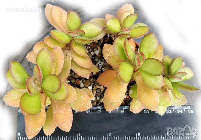 Красула (Crassula), вкоренено сукулентно растение, снимка 1 - Стайни растения - 41481012