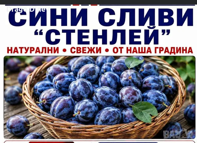 Сини сливи Стенлей за ракия с. Ракитница, община Стара Загора, тел. 0887828238 