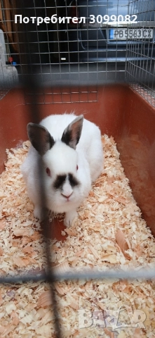 декоративен заек с клетка , снимка 3 - Декоративни зайчета - 52532018