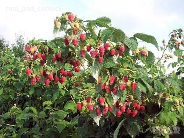 ПРОМОЦИЯ Разсад Ягоди и Малини Елитни Сортове, снимка 8 - Разсади - 53638722