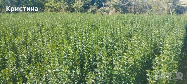 🌿Лигуструм - Жив плет🌿(0.70лв), снимка 9 - Разсади - 47670163