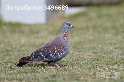 Продавам гвинейски гълъби., снимка 1 - Гълъби - 42095904