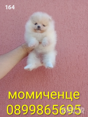 Мини момиченце. Померан.