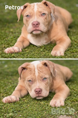 Американско були , снимка 14 - Питбул - 53690899