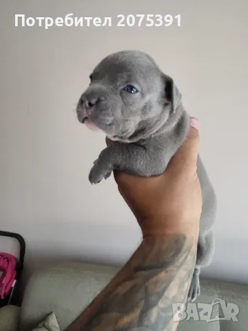 Топ Американско були покет American bully , снимка 11 - Други - 55673088