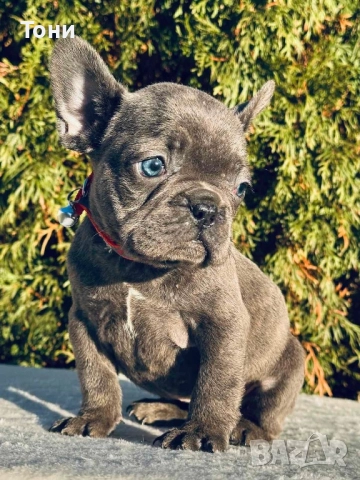Френски Булдог French Bulldog Blue