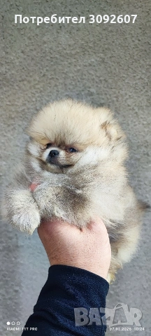 Померан момиче , снимка 4 - Померан - 53025312