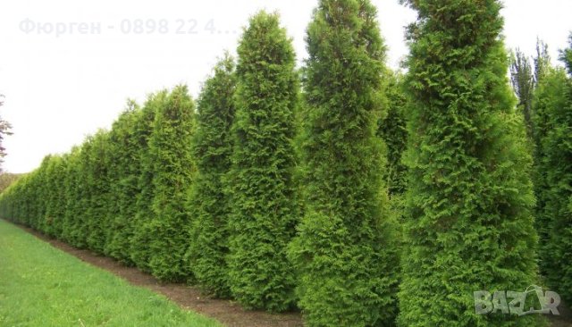 Западна Туя Брабант - Thuja occidentalis Brabant, снимка 4 - Разсади - 41981804