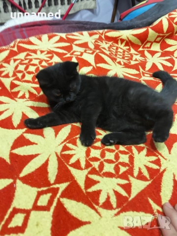 Мъжко британско котенце, снимка 3 - Други животни - 52832799