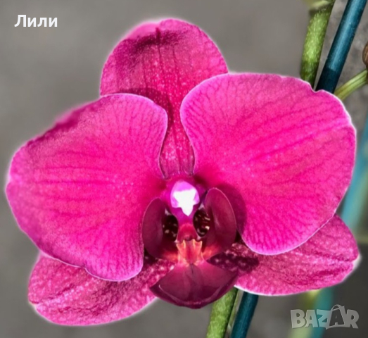 Oрхидея фаленопсис Montreux, снимка 1