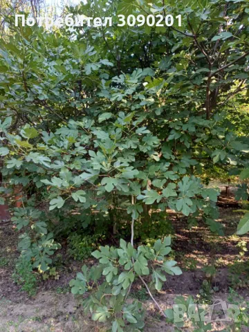 Продавам вила с място 2,5дка, снимка 3 - Вили - 47448206