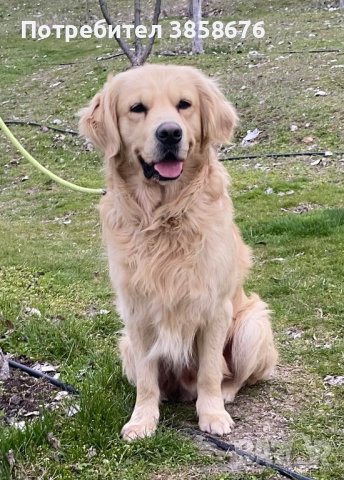 Красив Голдън Ретривър със родословие си търси Дама !