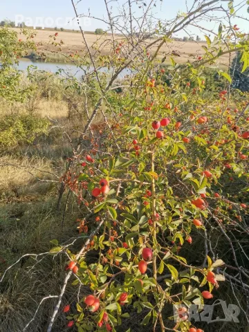 Шипки пресни плод,билки,витамини, чай, снимка 4 - Хранителни добавки - 47523454