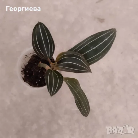 лудизия, дива орхидея 
