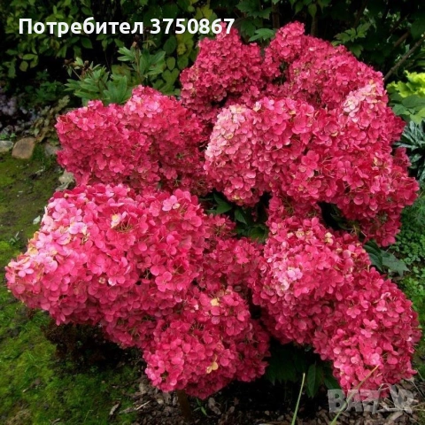 💞🌿☀️ Hydrangea paniculata 'Warm Red' Хортензия метличеста „Warm Red“