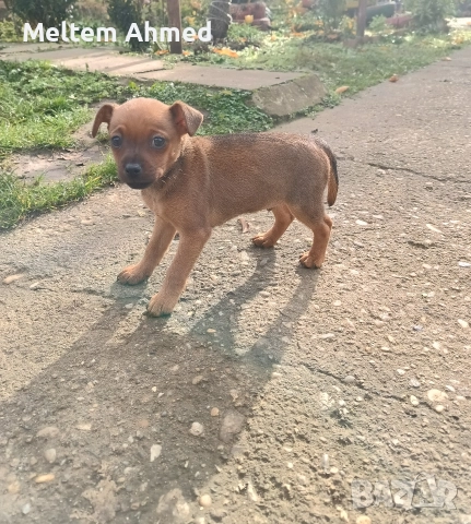 Продавам мъжки пинчер