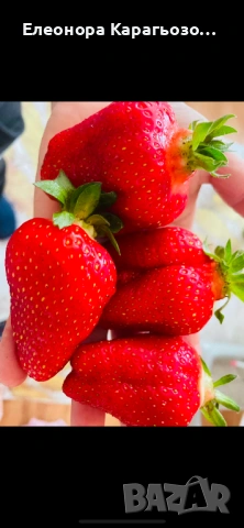  Качествен разсад Ягоди