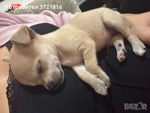 Мъжко чихуахуа на 60 дни с паспорт и две ваксини , снимка 9 - Чихуахуа - 52696074