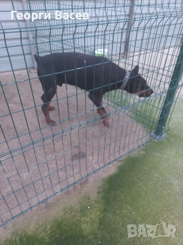 Доберман , снимка 3 - Доберман - 53369144