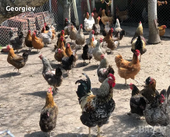 Катунски оплодени яйца, снимка 1