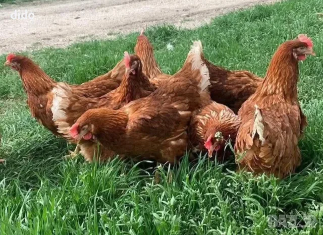 Продавам домашни яйца от свободно отглеждани кокошки , снимка 3 - Домашни продукти - 54181084