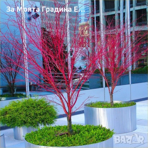 Ацер-Санго Каку, снимка 6 - Градински цветя и растения - 53744016