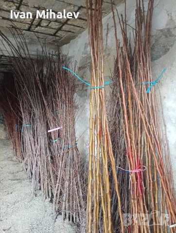 лозов посадъчен материал и овощен , снимка 9 - Градински цветя и растения - 53029256