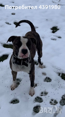 Женски питбул на 2 месеца , снимка 4 - Питбул - 53646341