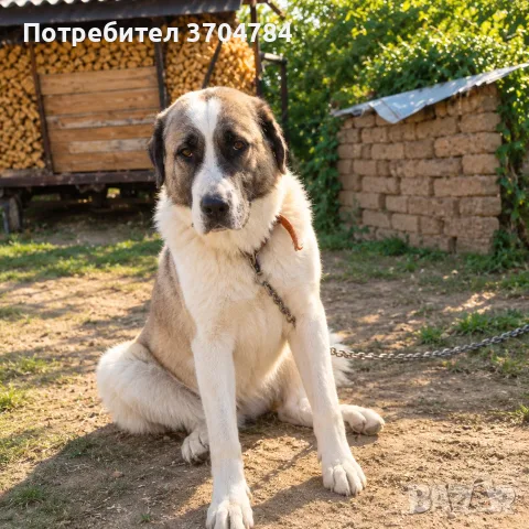 Продавам българска овчарка, снимка 3 - Каракачанска овчарка - 56371331